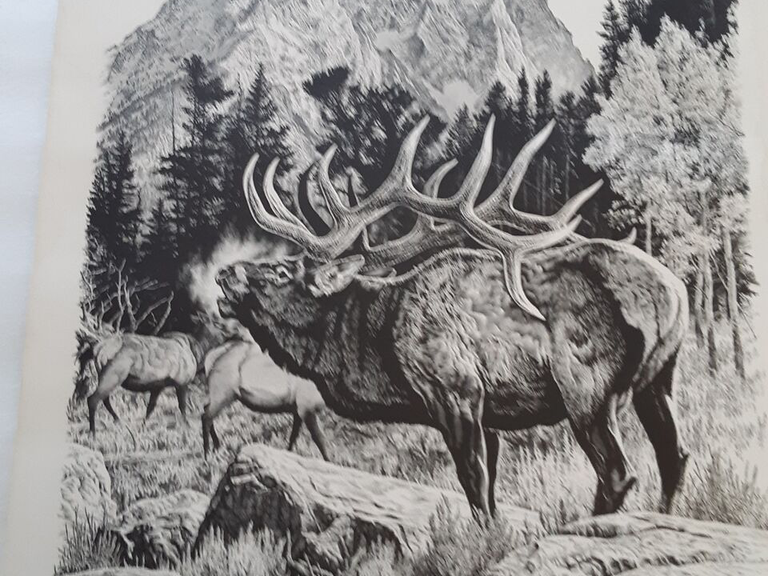 Bill Oneill 1977 Print   Bugling Elk ( Wapiti ) 11 x 15” 